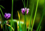Fleurs de ciboulettes
