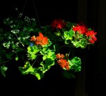 Géraniums au soleil