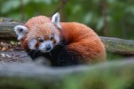 Panda Roux-2