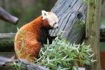 Panda Roux-1