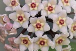 Hoya 1800-1