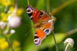 002 Papillon 5649