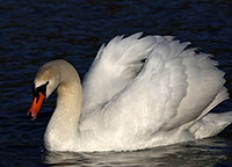 1 - Objectif des pages perso